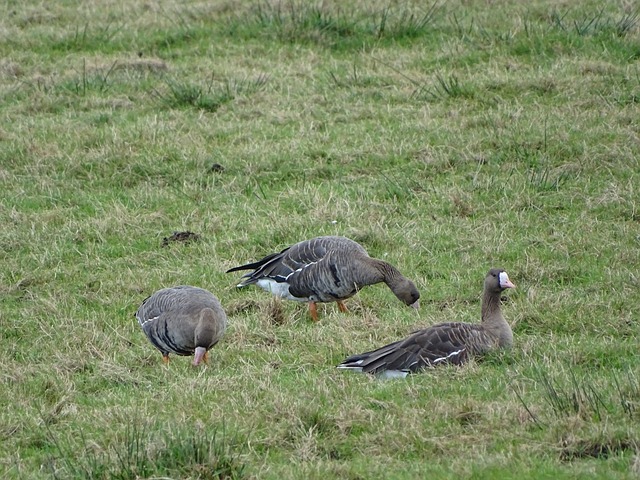 凈勝球的重 凈勝球的重